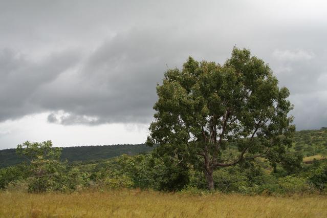 Okomu National Park